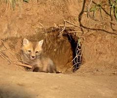 Red Fox Kit bij de ingang van het hol in Saskatchewan foto