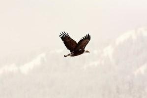 Amerikaanse zeearend tijdens de vlucht foto