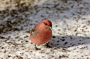 grenen snavel in de winter foto