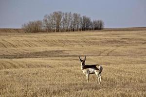 mannelijke pronghorn antilope in stoppelveld foto