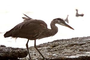 grote blauwe reiger op rots aan de kust van prins rupert foto