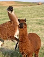 boze lama in de lenteweide in saskatchewan, canada foto