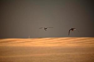 twee eenden tijdens de vlucht tijdens stormachtig weer in Saskatchewan foto
