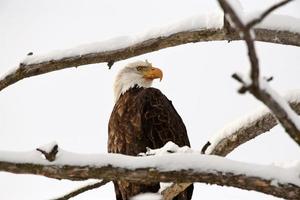 Amerikaanse zeearend zat in de boom foto