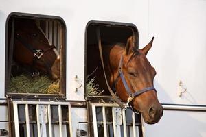 racepaard kijkt uit het raam van hun trailer foto