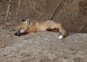 red fox pup buiten zijn hol foto