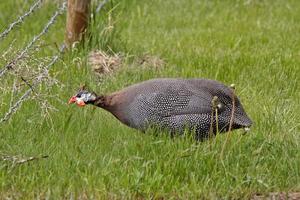 parelhoen in het veld van Saskatchewan foto