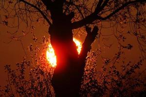 ondergaande zon achter een boom in het noorden van Manitoba foto