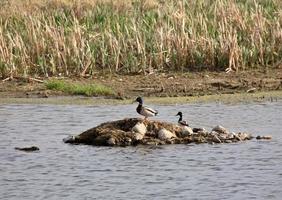 twee wilde eend woerds in Saskatchewan pothole foto