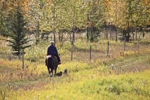 vrouw die haar paard en honden ne van chetwynd . uitoefent foto