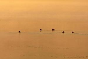 eenden op vijver bij zonsondergang foto