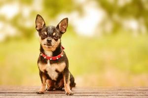 een huisdier, chihuahua ras driekleur op een bankje op de achtergrond van het park. hond in een rode halsband. foto