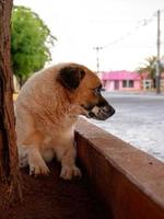 grote witte en bruine hond foto