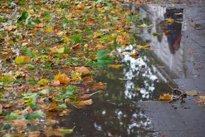 herfstkleuren in een Londense straat. groene en gele bladeren op de natte bestrating. foto