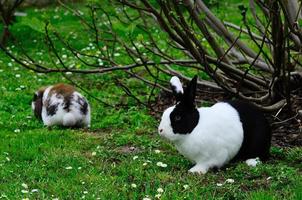 twee konijnen in de tuin en zomer foto