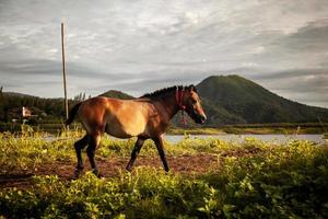 ochtendlicht met het paard aan het meer foto