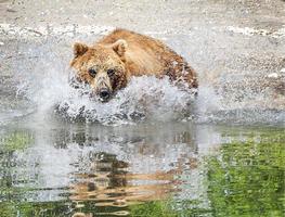 kamchatka bruine beer op het meer in de zomer. foto