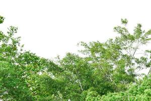 groene bladeren van de boom geïsoleerd op een witte achtergrond foto