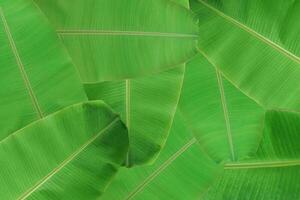 achtergrond van verse groene bananenblad textuur. foto
