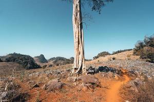 desolaat - de bomen en de grond zijn overdag droog foto