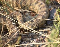 ratelslang gekruld naast een weg in Saskatchewan foto