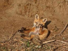 red fox pup buiten zijn hol foto