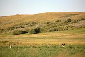 twee muilezelhertenbokken die in een hooigebied van Saskatchewan rusten foto