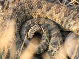 ratelslang gekruld naast een weg in Saskatchewan foto