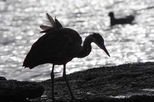 grote blauwe reiger op rots aan de kust van prins rupert foto