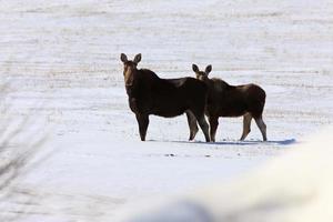 koe eland en kalf winter canada foto