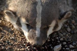 road kill das op een landweg in saskatchewan foto