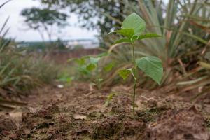 selectieve focus chili planten die groeien in vruchtbare grond foto