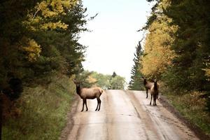 wilde elanden langs een landweg in het schilderachtige Saskatchewan foto