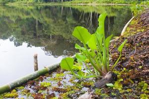 genjerplant of limnocharis flava die aan het meer groeit foto