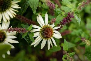 witte zonnehoed in de natuur foto