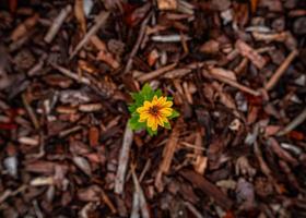 kleine gele zonnehoed foto