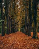 voetpad bedekt met herfstbladeren foto