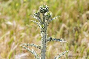 tropische bloem, paarse en groene plant met doorn. foto