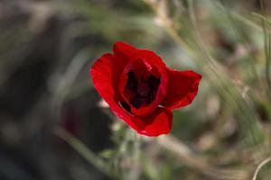 rode roos in de tuin, close-up bloem in de natuur, op een groene achtergrond. foto