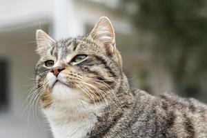 portret van de wilde kat in, de kat leeft op straat. portret van een pluizige gestreepte kat. gestreept, geen rasecht kitten. foto