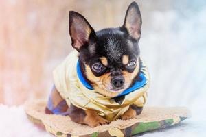 chihuahua hond in winterkleren. dier, huisdier. foto