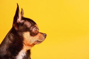 hondenras chihuahua zwarte kleur op een gele achtergrond. huisdier. foto