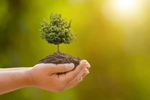 hand met tropische boom in de bodem op groene tuin achtergrond wazig. groei en milieu concept foto