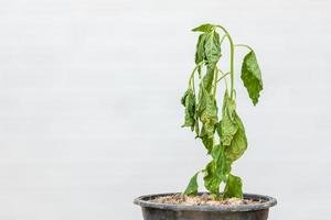 groene dode plant in zwart gepot op wit buiten foto