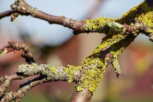 groen korstmos close-up op een boomtak. foto