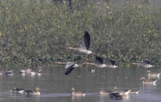 grauwe gans eend tijdens de vlucht over waterlichaam. foto