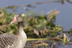 grauwe gans eend of anser anser zitstokken op gras in de buurt van waterlichaam. foto