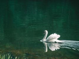 een witte zwaan die op het water zwemt foto