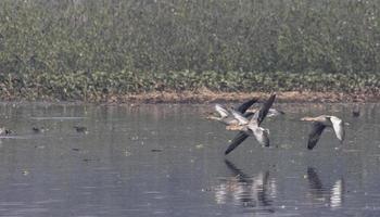 grauwe gans eend tijdens de vlucht over waterlichaam. foto