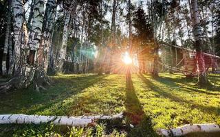 boom, zonneschijn, groen gras foto